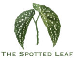 The Spotted Leaf